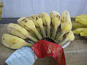 Ice Cream Banana (Blue Java)