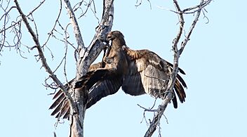 Immature African harrier-hawk (gymnogene), Polyboroides typus, at Ndumo Nature Reserve, KwaZulu-Natal, South Africa (28901676521)