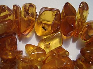 Insects in baltic amber