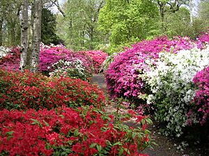 Isabella Plantation - geograph.org.uk - 587462