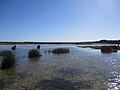 Lake Walyungup, south-eastern end, August 2019 07