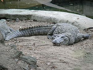 Large mugger crocodile