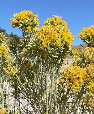 Lepidospartum latisquamum 7.jpg
