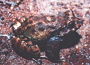 Leptodactylus syphax02.jpg