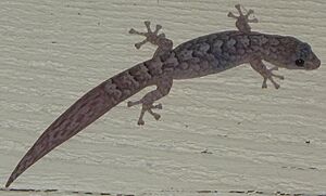 Marbled Gecko (Christinus marmoratus) post-autotomy