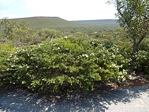 Melaleuca urceolaris (habit).JPG