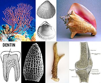 Mineralized Tissues