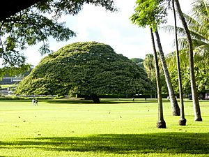 Moanalua park tree