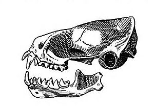 Molossops temminckii skull