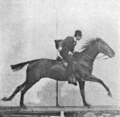 Muybridge horse gallop animated 2
