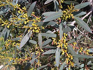 Myrtales - Eucalyptus dalrympleana 12