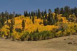 Aspens and a meadow in fall.