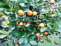 Narangi fruit