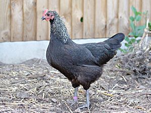 Norfolk Grey hen with full crop
