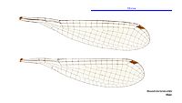 Nososticta taracumbi male wings (34787472906)
