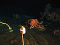 Octopus sp