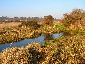 Old Canal, Waltham Brooks - geograph.org.uk - 297310.jpg