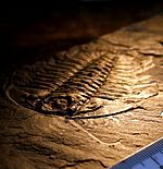Trilobite, the state fossil of Wisconsin