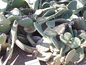 Opuntia rastrera.jpg