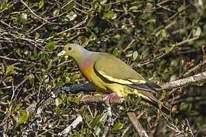 Orange-breasted green pigeon (Treron bicinctus leggei) male.jpg