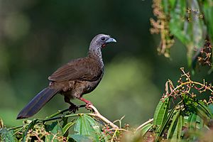 Ortalis guttata, Speckled Chachalaca.jpg