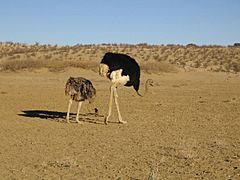Ostriches Kgalagadi Transfrontier Park