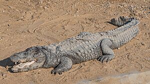 PK Kirthar NP asv2020-02 img25