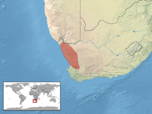 Pachydactylus labialis distribution.png