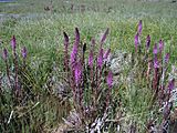 Pedicularis groenlandicaYNPJuly2011