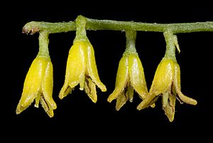 Persoonia graminea - Flickr - Kevin Thiele.jpg