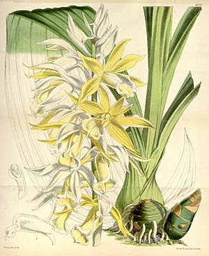 Phaius australis var. bernaysii (as Phaius blumei var. bernaysii) - Curtis' 99 (Ser. 3 no. 29) pl. 6032 (1873).jpg