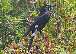 Pied Currawong JCB
