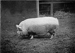 Pig (Small White breed) - 1897.jpg