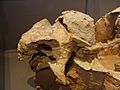 Pinacosaurus skull