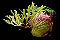 Platycerium ridleyi