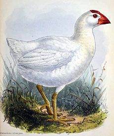 Porphyrio albus 1873