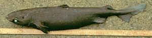 A small, dark brown, heavy-bodied shark with large green eyes and small fins, lying on the ground next to a meterstick