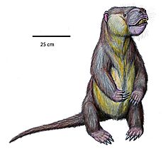 Psittacotherium multifragumDB24