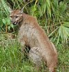 Puma concolor coryi cropped