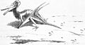 Rhamphorhynchus reconstruction Riou 1863