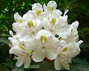 Rhododendron maximum.jpg