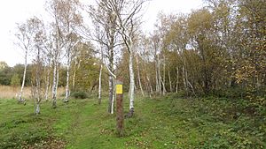 Ripple Nature Reserve silver birches