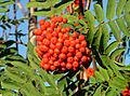 Rowanberries in late August 2004 in Helsinki