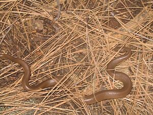 Rubberboa