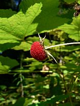 Rubus parviflorus 26318
