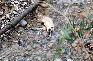 Salmon dead after spawning in Pipers Creek Seattle