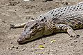 Saltwater crocodile Facts for Kids