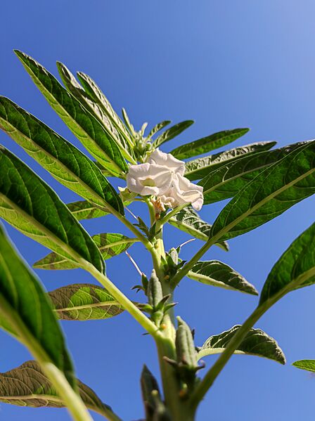 Sasame Plant, Behbahan