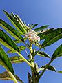 Sasame Plant, Behbahan