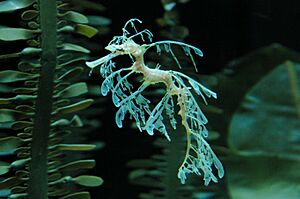 Shedd aquarium, Chicago, USA (2786962978)